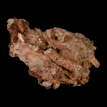 2.3" Thamnopora SP Coral Fossil Coral Reef Devonian Age Verde Valley, Arizona