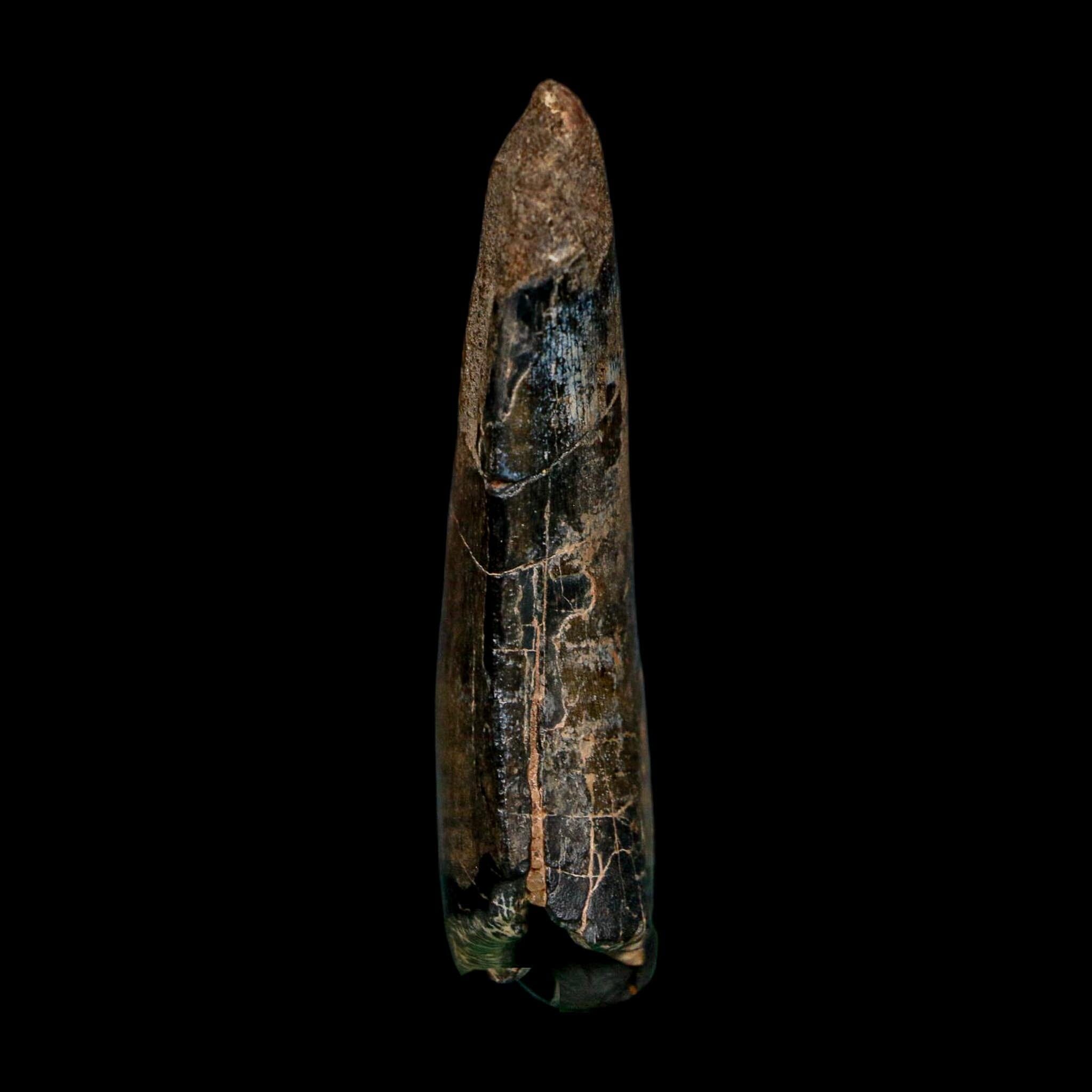 2.4" Eocarcharia Dinops Tooth Fossil Cretaceous Age Carcharodontosaurid Dinosaur Niger - Fossil Age Minerals