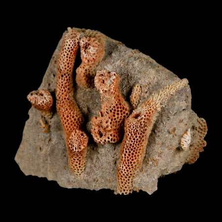 2.1" Thamnopora SP Coral Fossil Coral Reef Devonian Age Verde Valley, Arizona