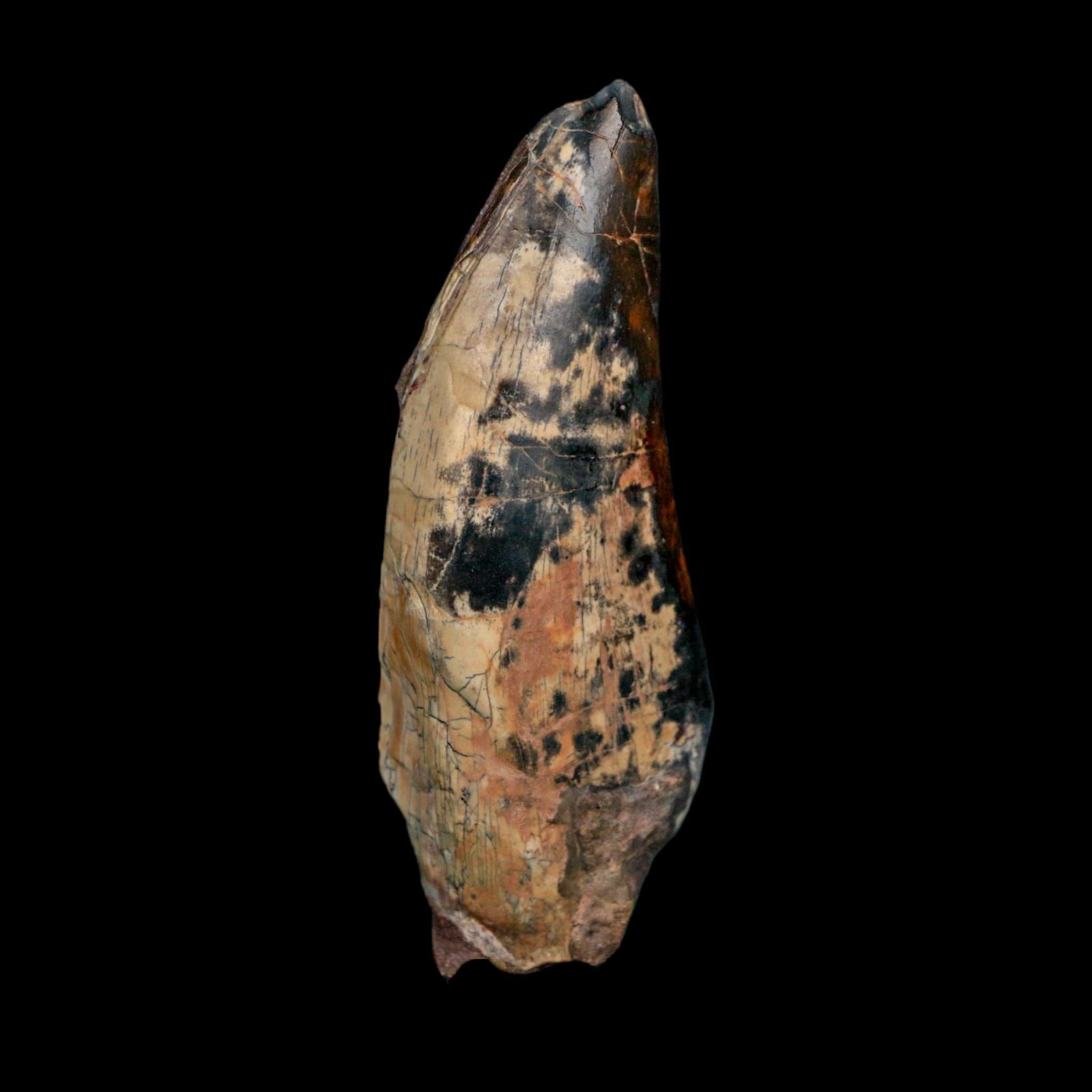 3" Eocarcharia Dinops Tooth Fossil Cretaceous Age Carcharodontosaurid Dinosaur Niger - Fossil Age Minerals