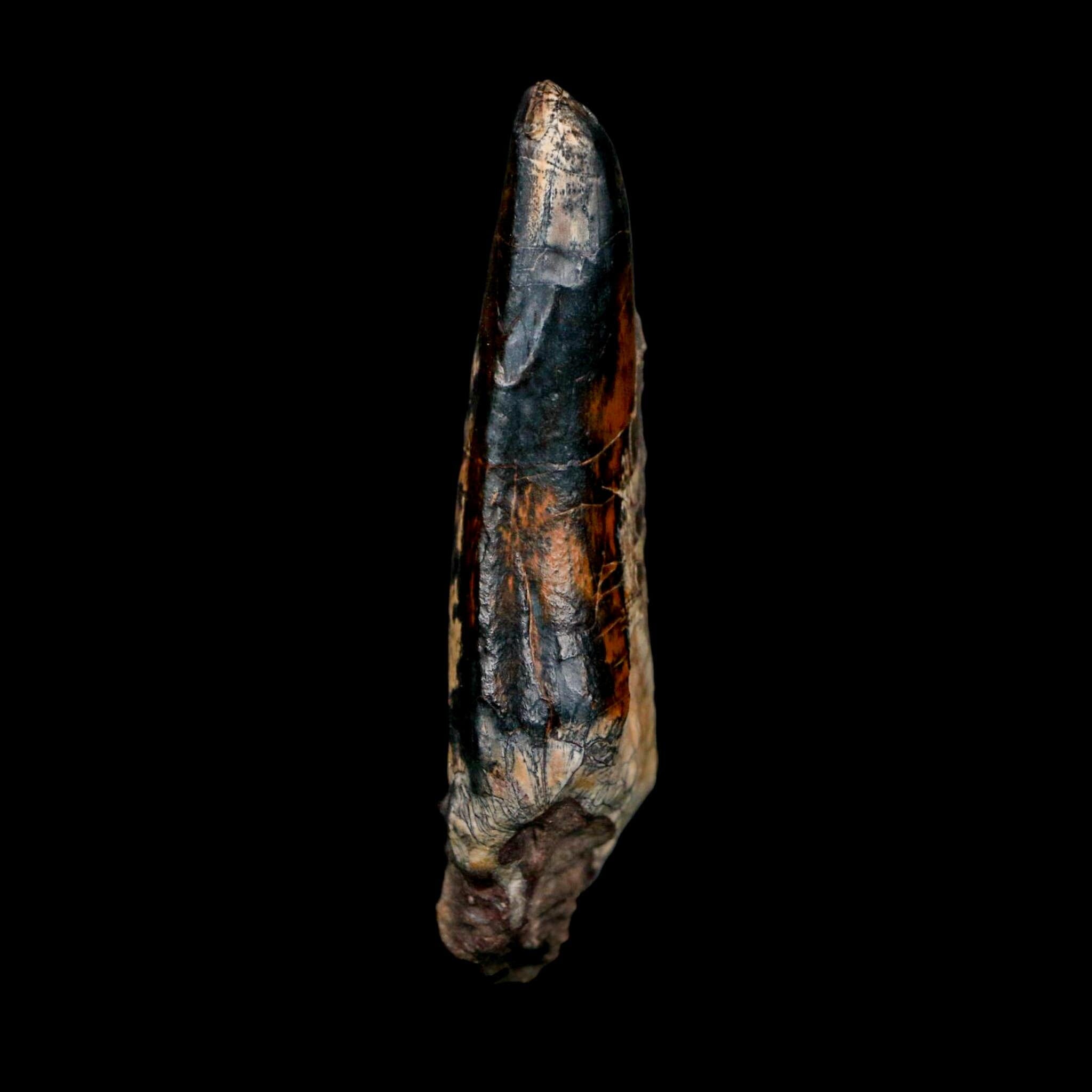 3" Eocarcharia Dinops Tooth Fossil Cretaceous Age Carcharodontosaurid Dinosaur Niger - Fossil Age Minerals