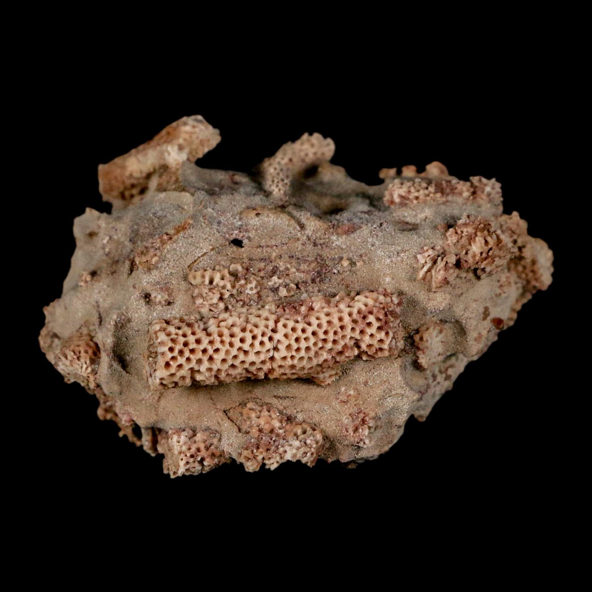 2.2" Thamnopora SP Coral Fossil Coral Reef Devonian Age Verde Valley, Arizona - Fossil Age Minerals