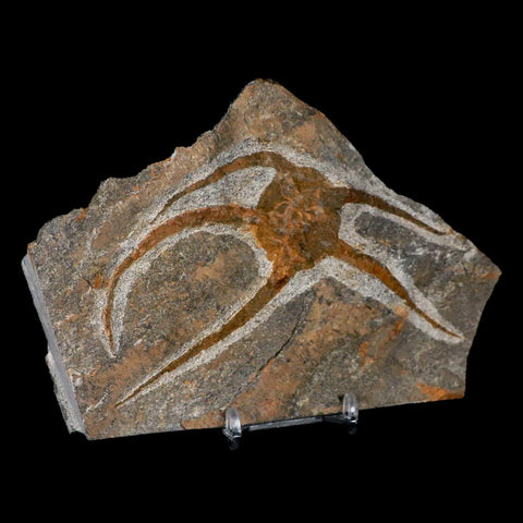 5" Brittle Star Ophiura Sp Starfish Fossil Ordovician Age Morocco COA & Stand - Fossil Age Minerals