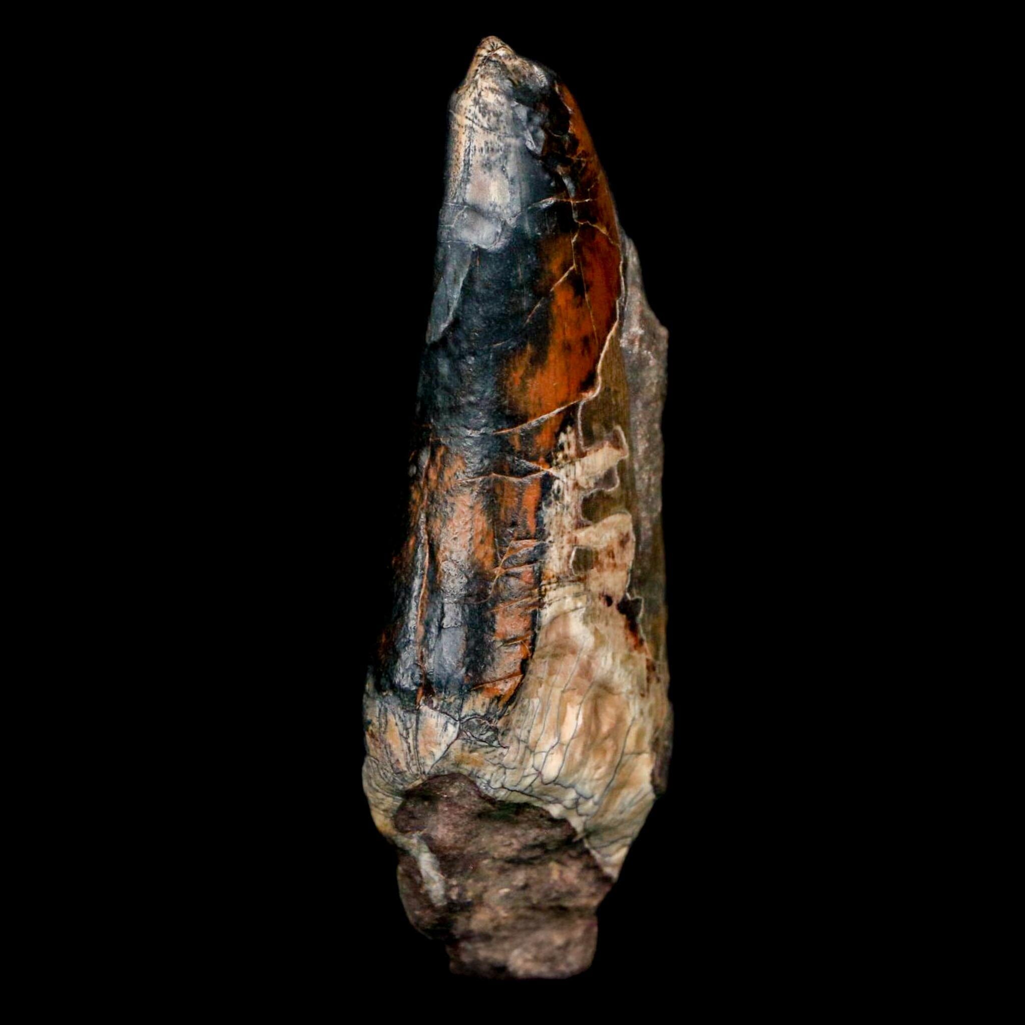 3" Eocarcharia Dinops Tooth Fossil Cretaceous Age Carcharodontosaurid Dinosaur Niger - Fossil Age Minerals