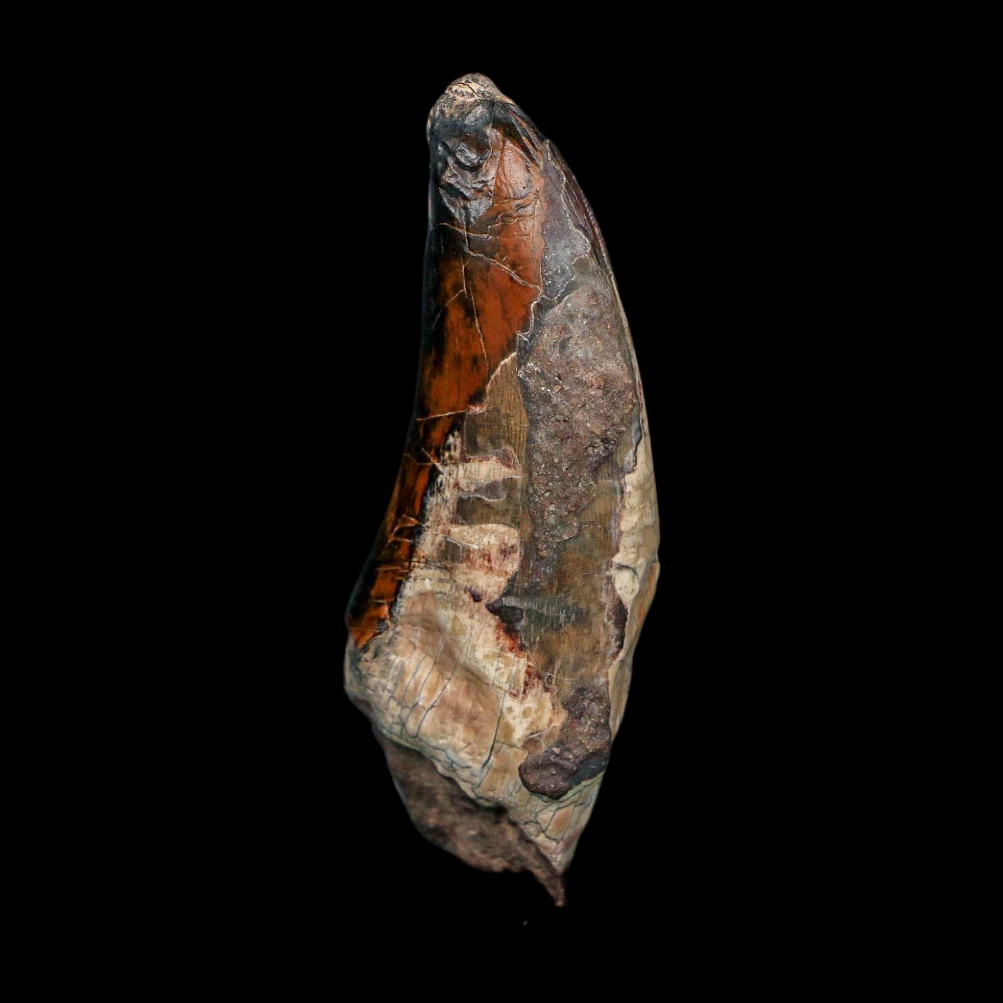 3" Eocarcharia Dinops Tooth Fossil Cretaceous Age Carcharodontosaurid Dinosaur Niger - Fossil Age Minerals