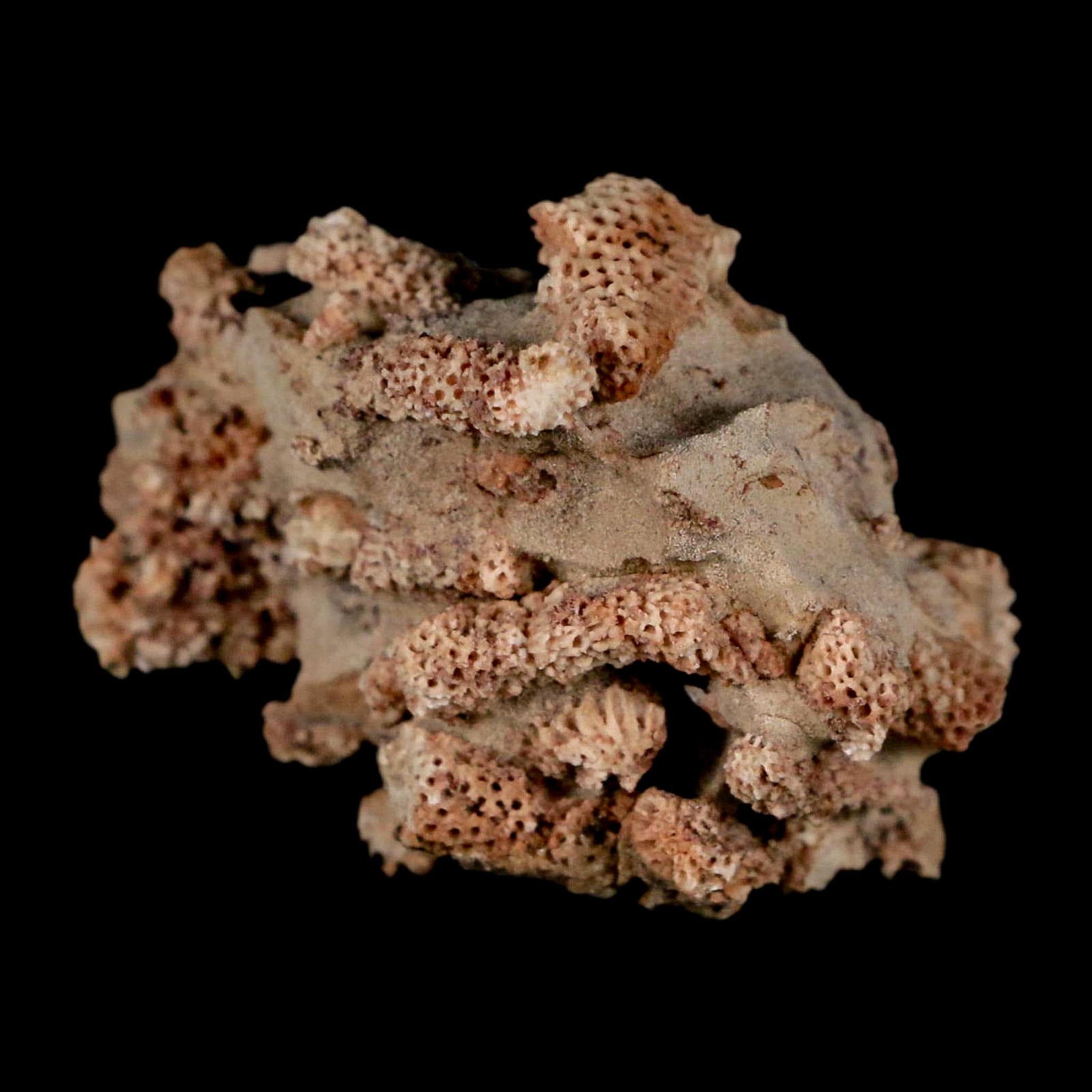 2.2" Thamnopora SP Coral Fossil Coral Reef Devonian Age Verde Valley, Arizona - Fossil Age Minerals