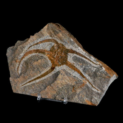 5" Brittle Star Ophiura Sp Starfish Fossil Ordovician Age Morocco COA & Stand - Fossil Age Minerals