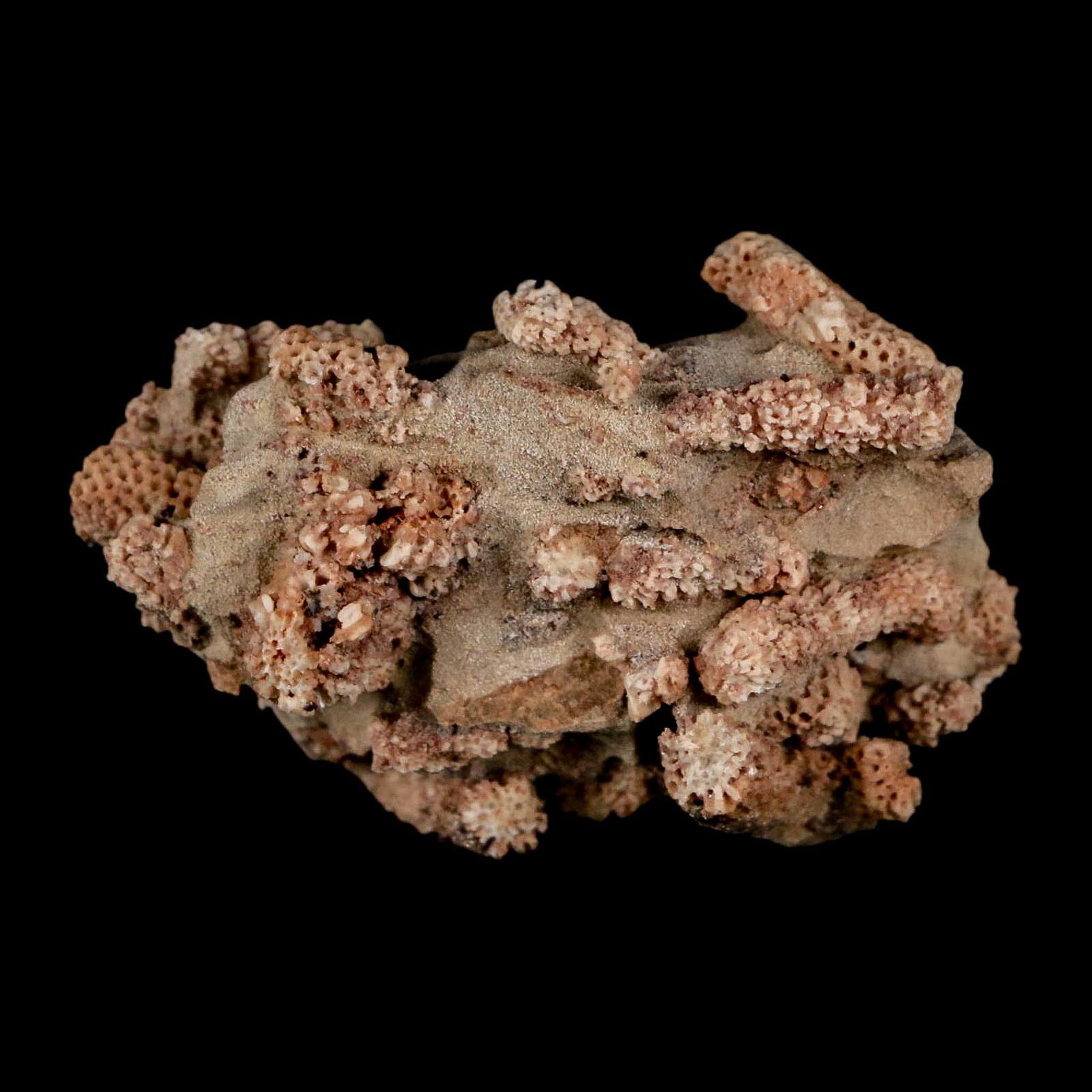 2.2" Thamnopora SP Coral Fossil Coral Reef Devonian Age Verde Valley, Arizona - Fossil Age Minerals