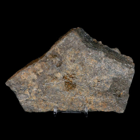 5" Brittle Star Ophiura Sp Starfish Fossil Ordovician Age Morocco COA & Stand - Fossil Age Minerals