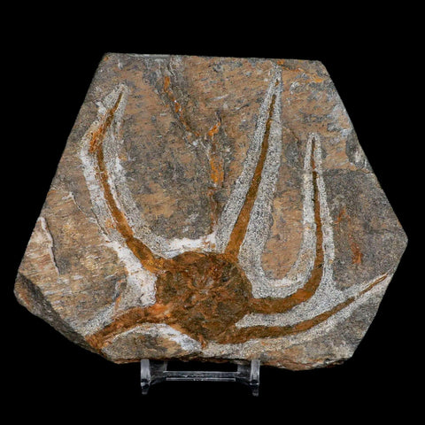 4.3" Brittle Star Ophiura Sp Starfish Fossil Ordovician Age Morocco COA & Stand - Fossil Age Minerals