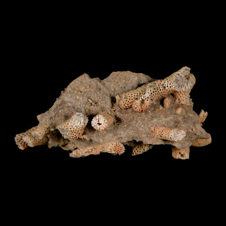 3.1" Thamnopora SP Coral Fossil Coral Reef Devonian Age Verde Valley, Arizona