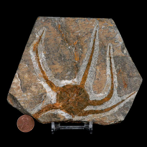 4.3" Brittle Star Ophiura Sp Starfish Fossil Ordovician Age Morocco COA & Stand - Fossil Age Minerals