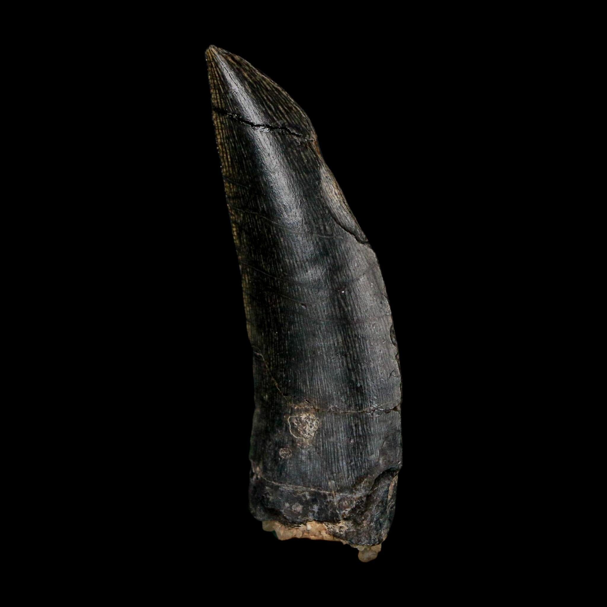1.4" Kryptops Palaios Abelisaurid Serrated Tooth Fossil Cretaceous Age Dinosaur Niger - Fossil Age Minerals