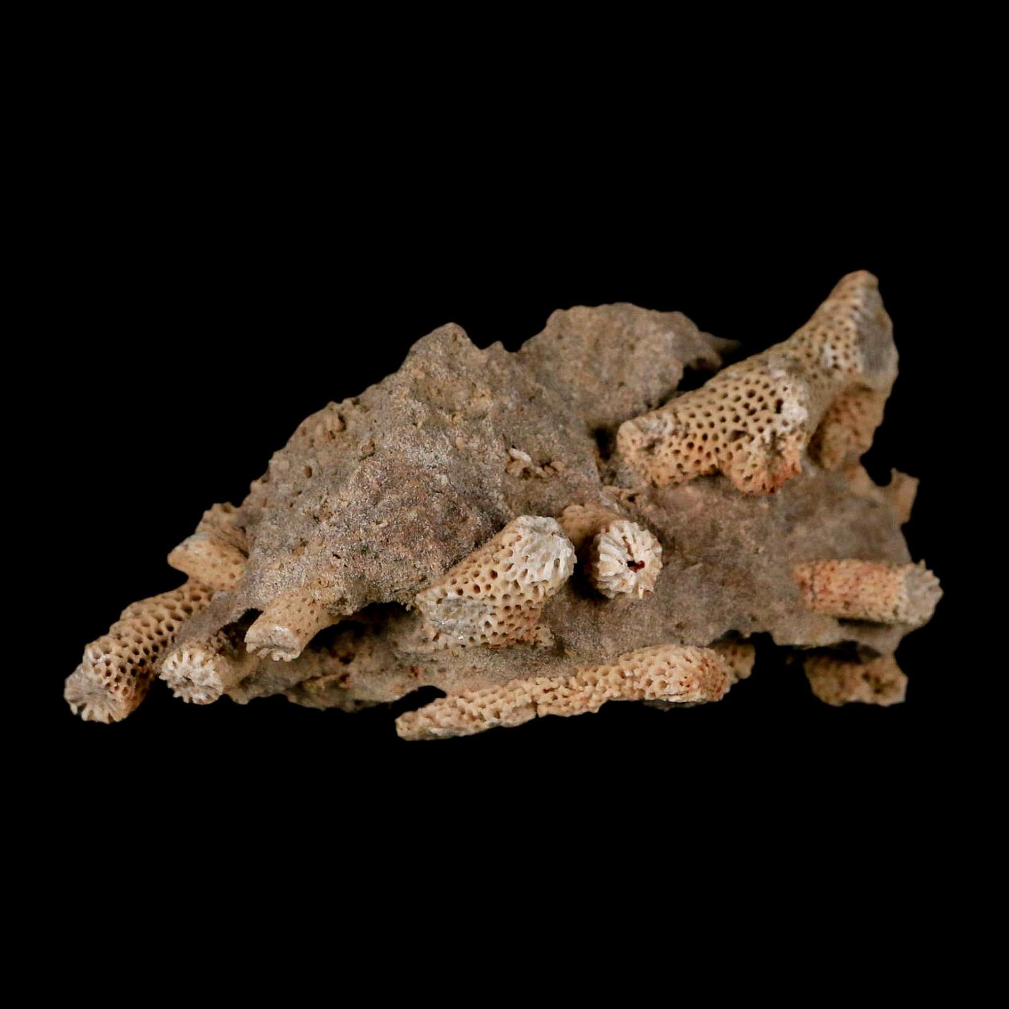 3.1" Thamnopora SP Coral Fossil Coral Reef Devonian Age Verde Valley, Arizona - Fossil Age Minerals