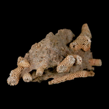 3.1" Thamnopora SP Coral Fossil Coral Reef Devonian Age Verde Valley, Arizona