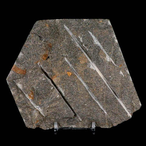 4.3" Brittle Star Ophiura Sp Starfish Fossil Ordovician Age Morocco COA & Stand - Fossil Age Minerals