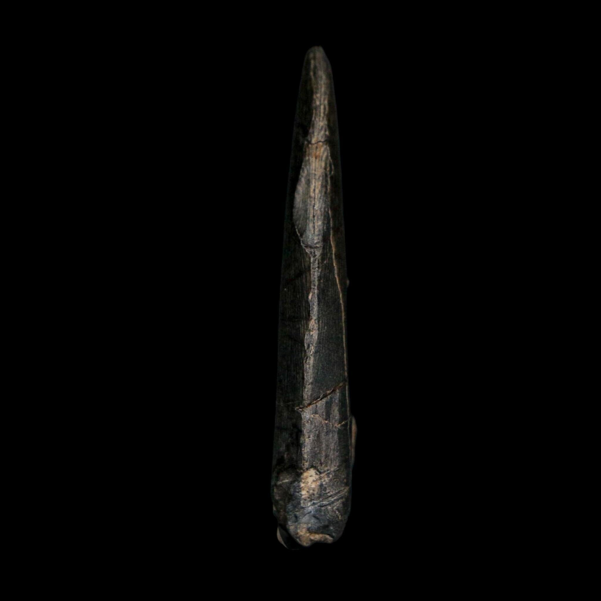 1.4" Kryptops Palaios Abelisaurid Serrated Tooth Fossil Cretaceous Age Dinosaur Niger - Fossil Age Minerals