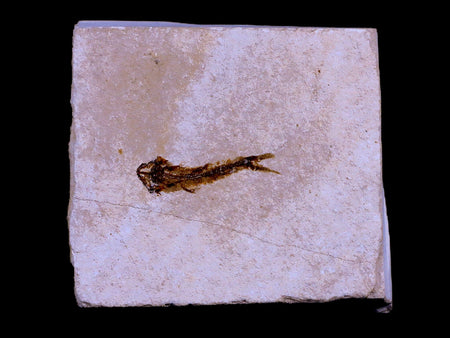 0.9" Hemisaurida Fossil Fish Plate Cretaceous Dinosaur Age Hakel Lebanon