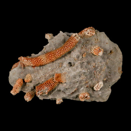 3" Thamnopora SP Coral Fossil Coral Reef Devonian Age Verde Valley, Arizona