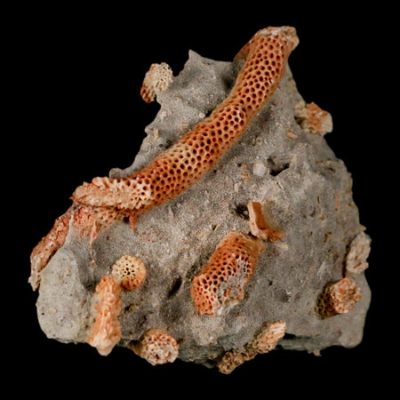 3" Thamnopora SP Coral Fossil Coral Reef Devonian Age Verde Valley, Arizona