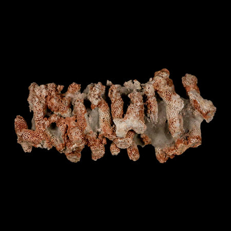 4.6" Thamnopora SP Coral Fossil Coral Reef Devonian Age Verde Valley, Arizona