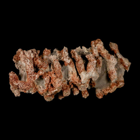 4.6" Thamnopora SP Coral Fossil Coral Reef Devonian Age Verde Valley, Arizona