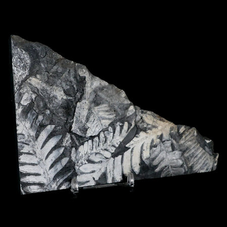 5.9" Alethopteris Fern Plant Leaf Fossil Carboniferous Age Llewellyn FM ST Clair, PA