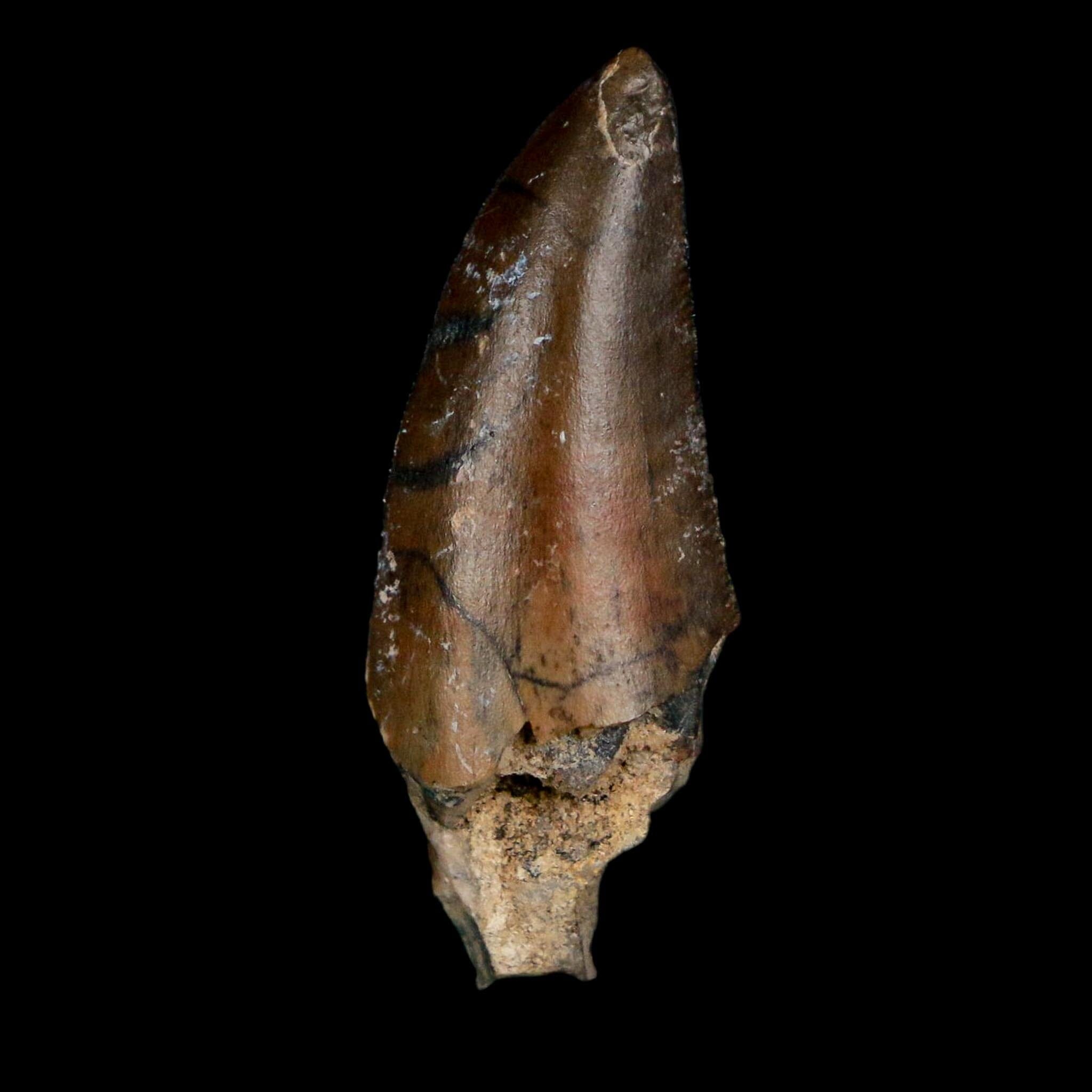 1.2" Kryptops Palaios Abelisaurid Serrated Tooth Fossil Cretaceous Age Dinosaur Niger - Fossil Age Minerals