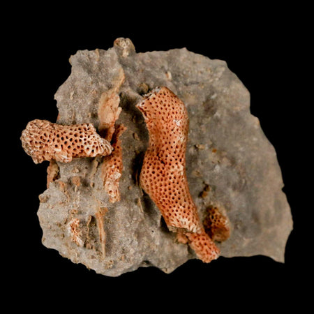 2.8" Thamnopora SP Coral Fossil Coral Reef Devonian Age Verde Valley, Arizona