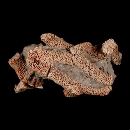 2.8" Thamnopora SP Coral Fossil Coral Reef Devonian Age Verde Valley, Arizona