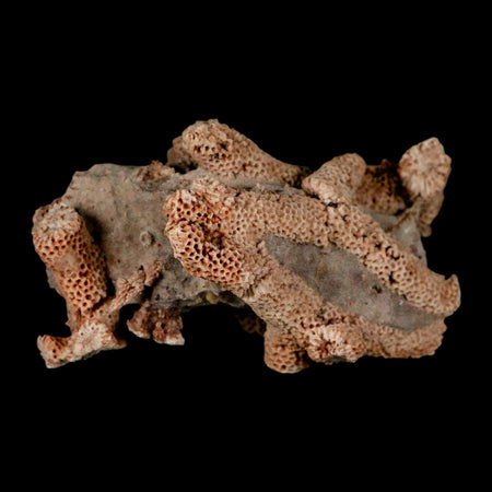 2.8" Thamnopora SP Coral Fossil Coral Reef Devonian Age Verde Valley, Arizona