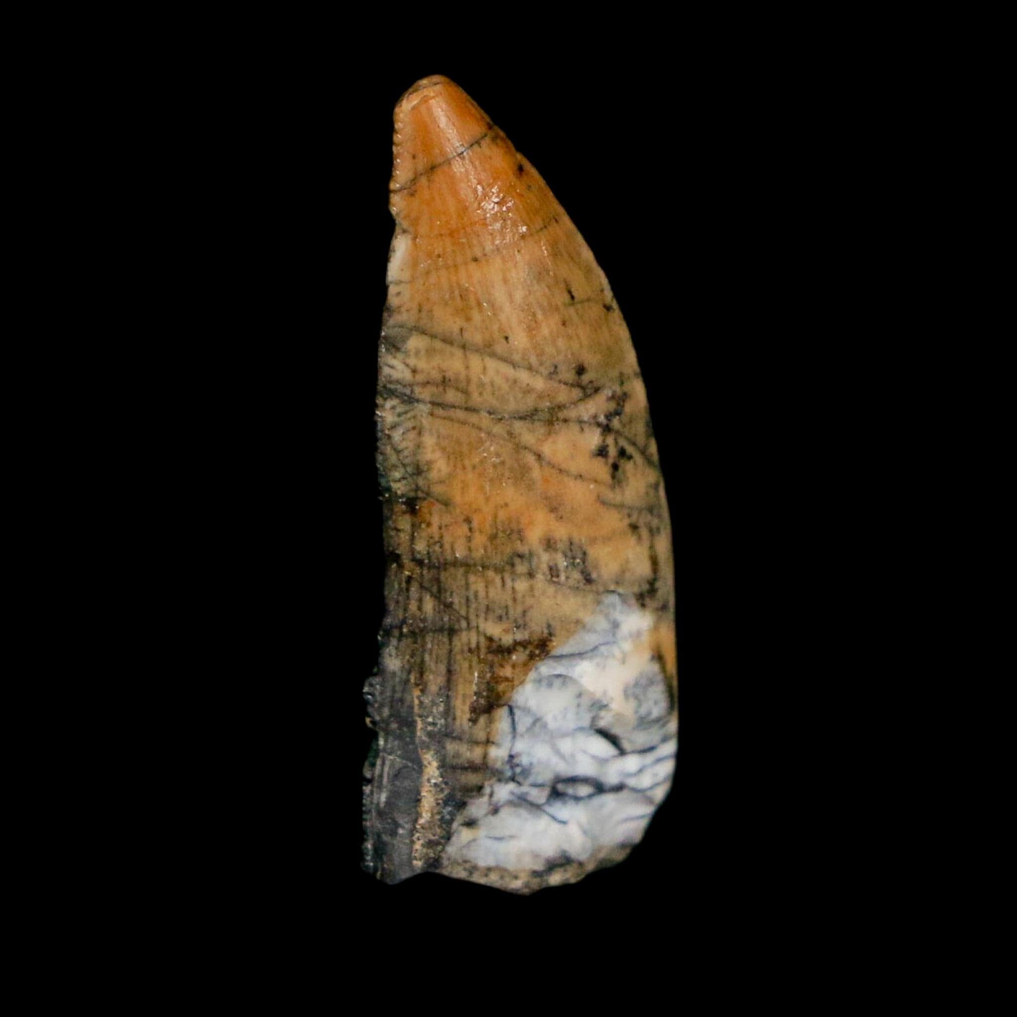 1" Kryptops Palaios Abelisaurid Serrated Tooth Fossil Cretaceous Age Dinosaur Niger - Fossil Age Minerals