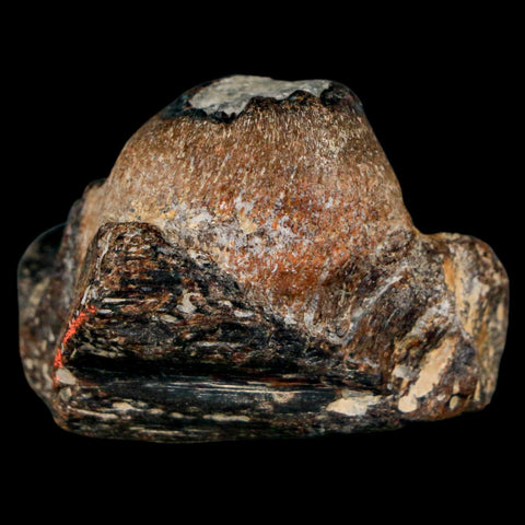 1.5" Mosasaur Fossil Jaw Section Cretaceous Dinosaur Era Texas Ozan FM COA - Fossil Age Minerals