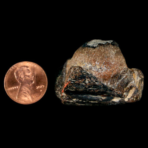 1.5" Mosasaur Fossil Jaw Section Cretaceous Dinosaur Era Texas Ozan FM COA - Fossil Age Minerals