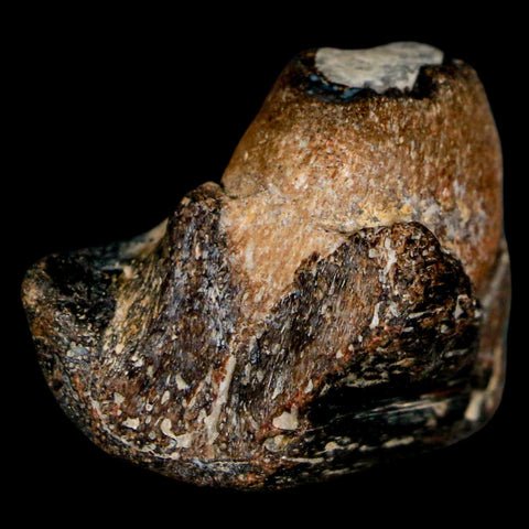 1.5" Mosasaur Fossil Jaw Section Cretaceous Dinosaur Era Texas Ozan FM COA - Fossil Age Minerals