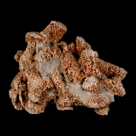 2.4" Thamnopora SP Coral Fossil Coral Reef Devonian Age Verde Valley, Arizona