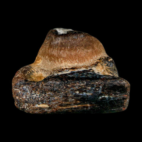 1.5" Mosasaur Fossil Jaw Section Cretaceous Dinosaur Era Texas Ozan FM COA - Fossil Age Minerals