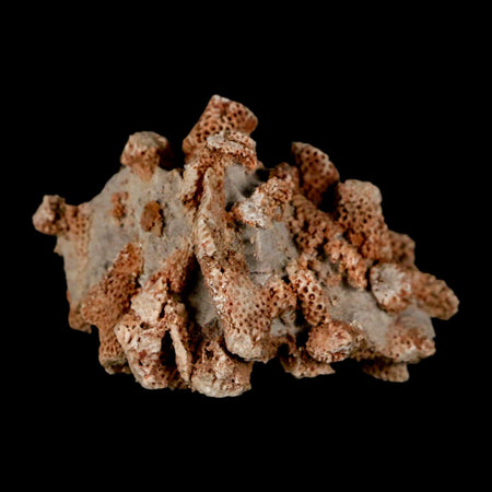 2.4" Thamnopora SP Coral Fossil Coral Reef Devonian Age Verde Valley, Arizona