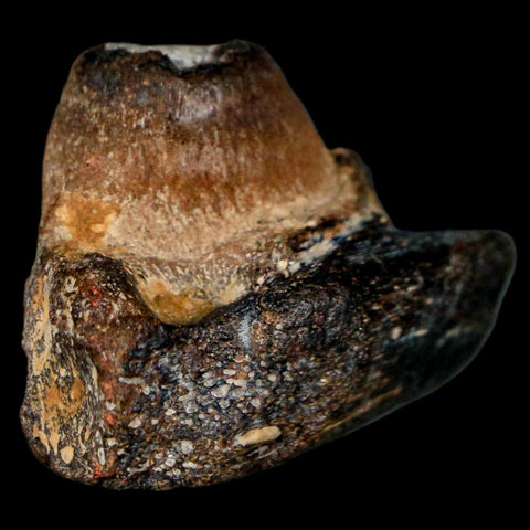 1.5" Mosasaur Fossil Jaw Section Cretaceous Dinosaur Era Texas Ozan FM COA - Fossil Age Minerals