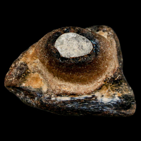 1.5" Mosasaur Fossil Jaw Section Cretaceous Dinosaur Era Texas Ozan FM COA - Fossil Age Minerals