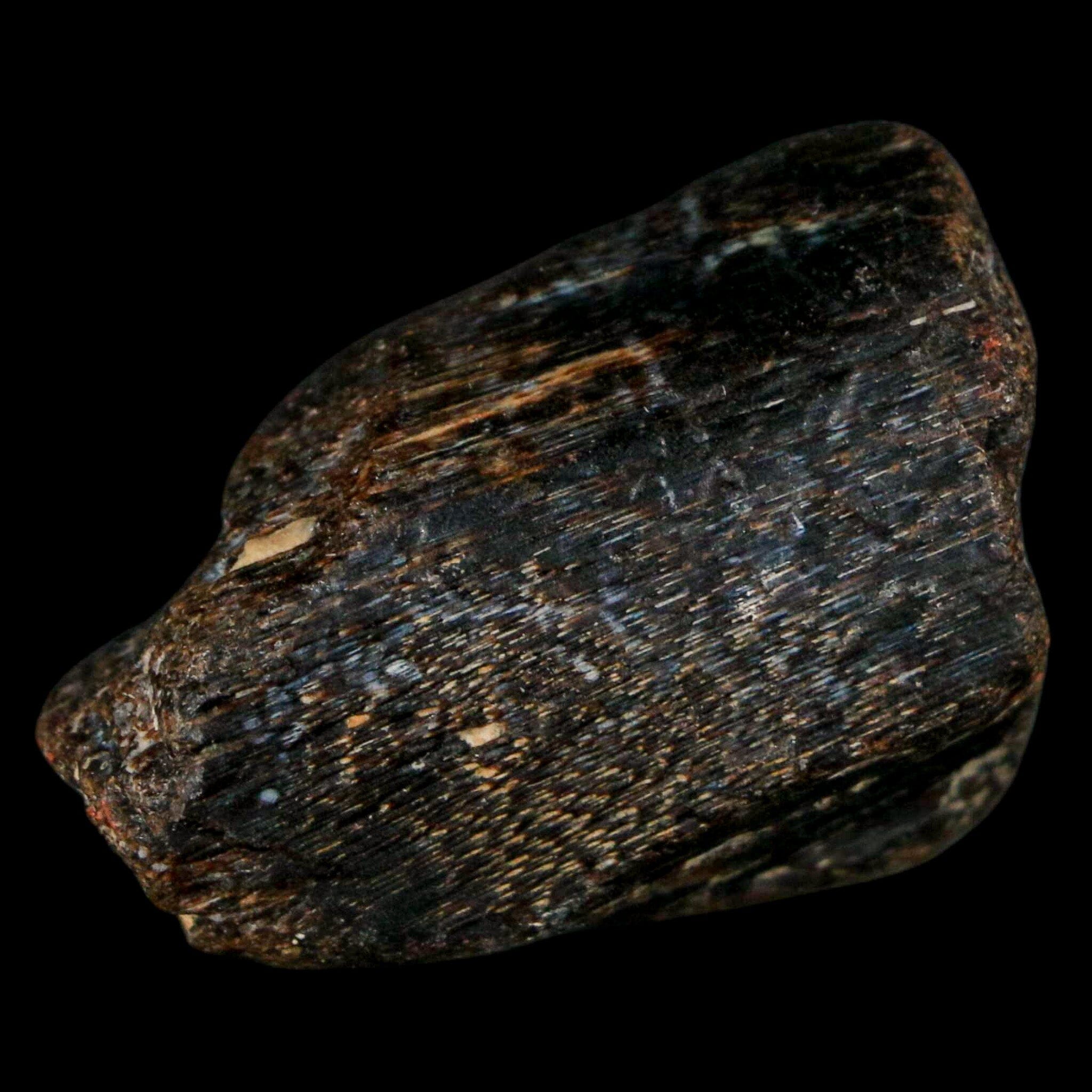 1.5" Mosasaur Fossil Jaw Section Cretaceous Dinosaur Era Texas Ozan FM COA - Fossil Age Minerals
