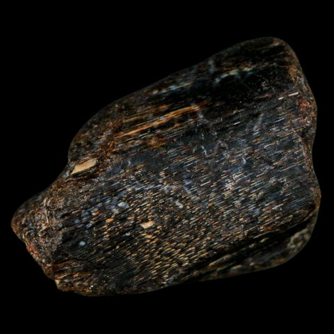 1.5" Mosasaur Fossil Jaw Section Cretaceous Dinosaur Era Texas Ozan FM COA - Fossil Age Minerals