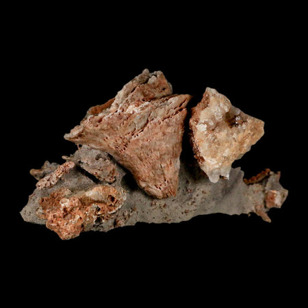 3.3" Thamnopora SP Coral Fossil Coral Reef Devonian Age Verde Valley, Arizona