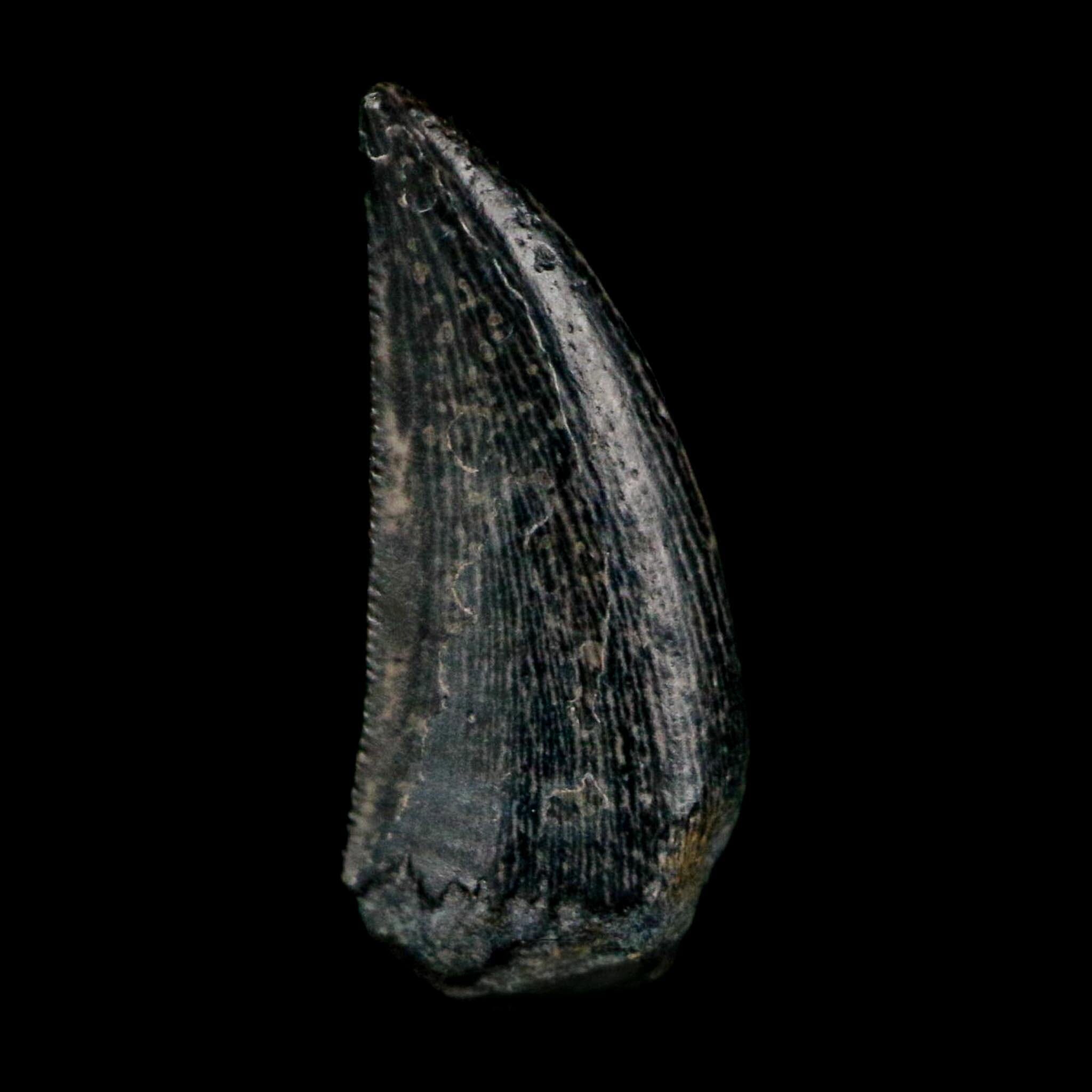 0.6" Kryptops Palaios Abelisaurid Serrated Tooth Fossil Cretaceous Age Dinosaur Niger - Fossil Age Minerals