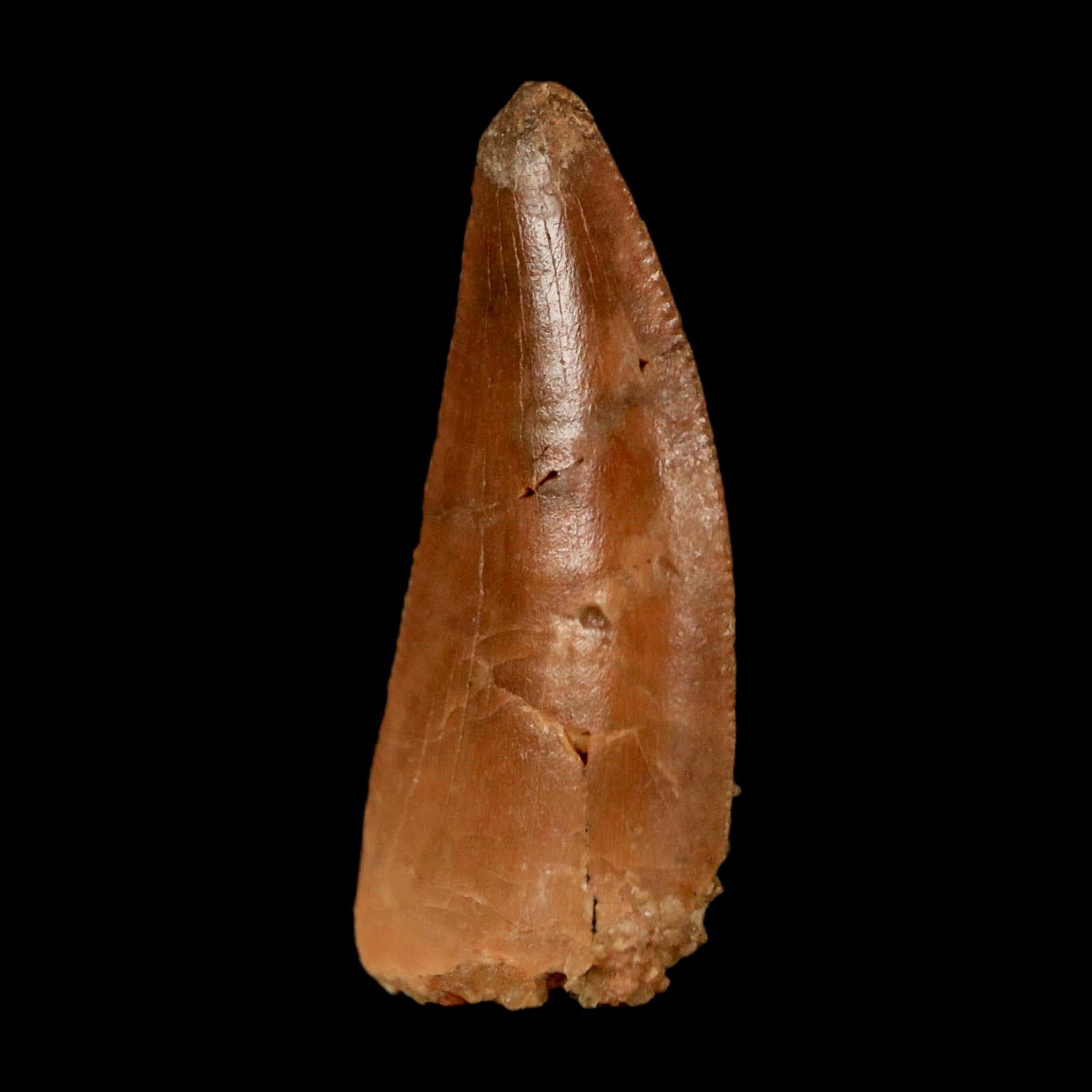 0.8" Abelisaur Serrated Tooth Fossil Cretaceous Age Dinosaur Morocco COA, Display - Fossil Age Minerals