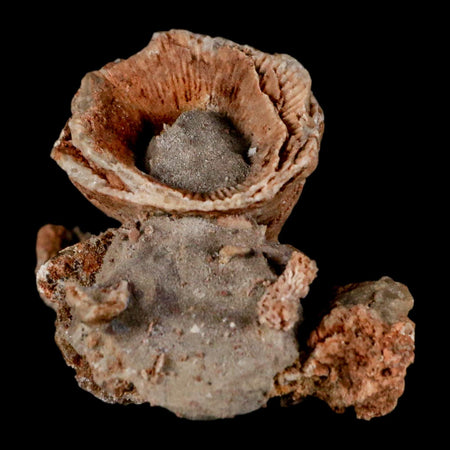 3.3" Thamnopora SP Coral Fossil Coral Reef Devonian Age Verde Valley, Arizona