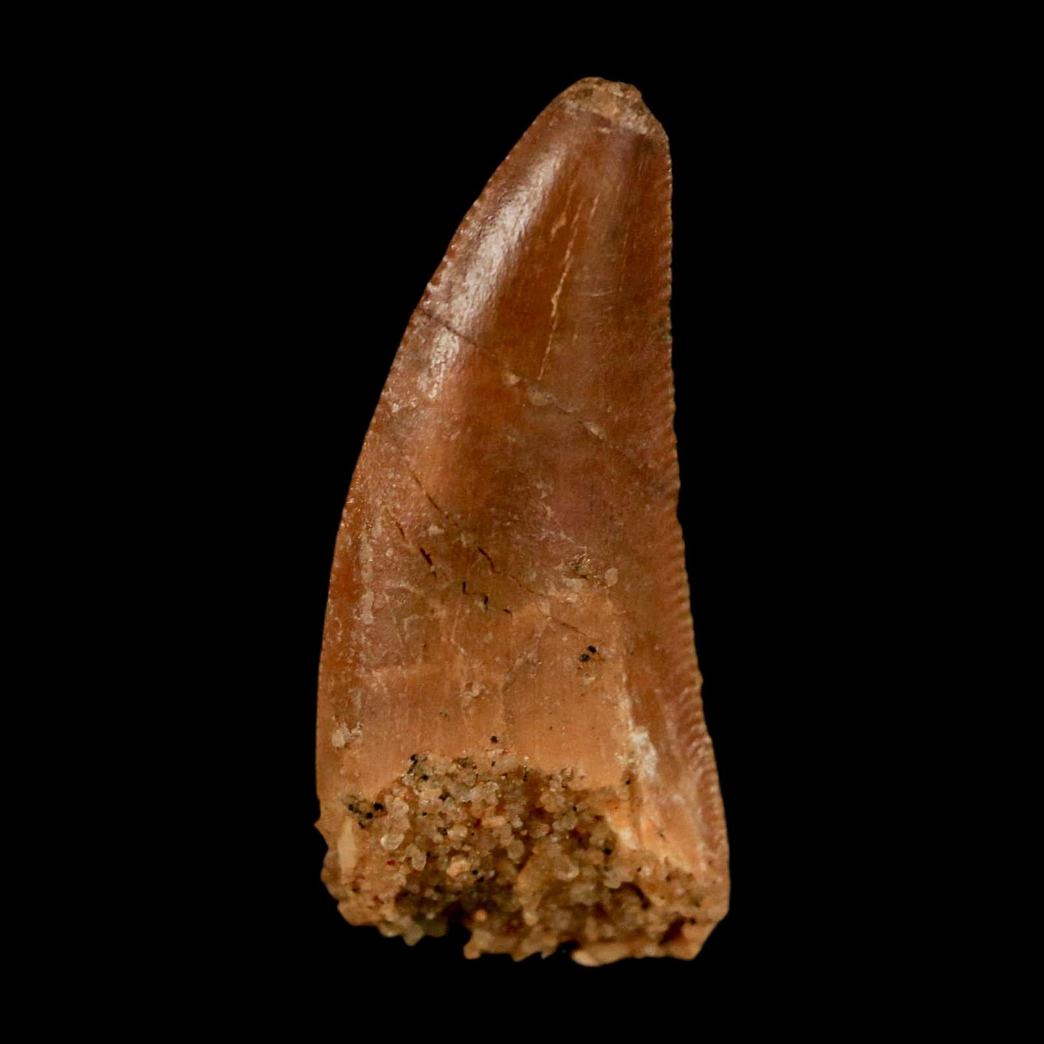 0.8" Abelisaur Serrated Tooth Fossil Cretaceous Age Dinosaur Morocco COA, Display - Fossil Age Minerals