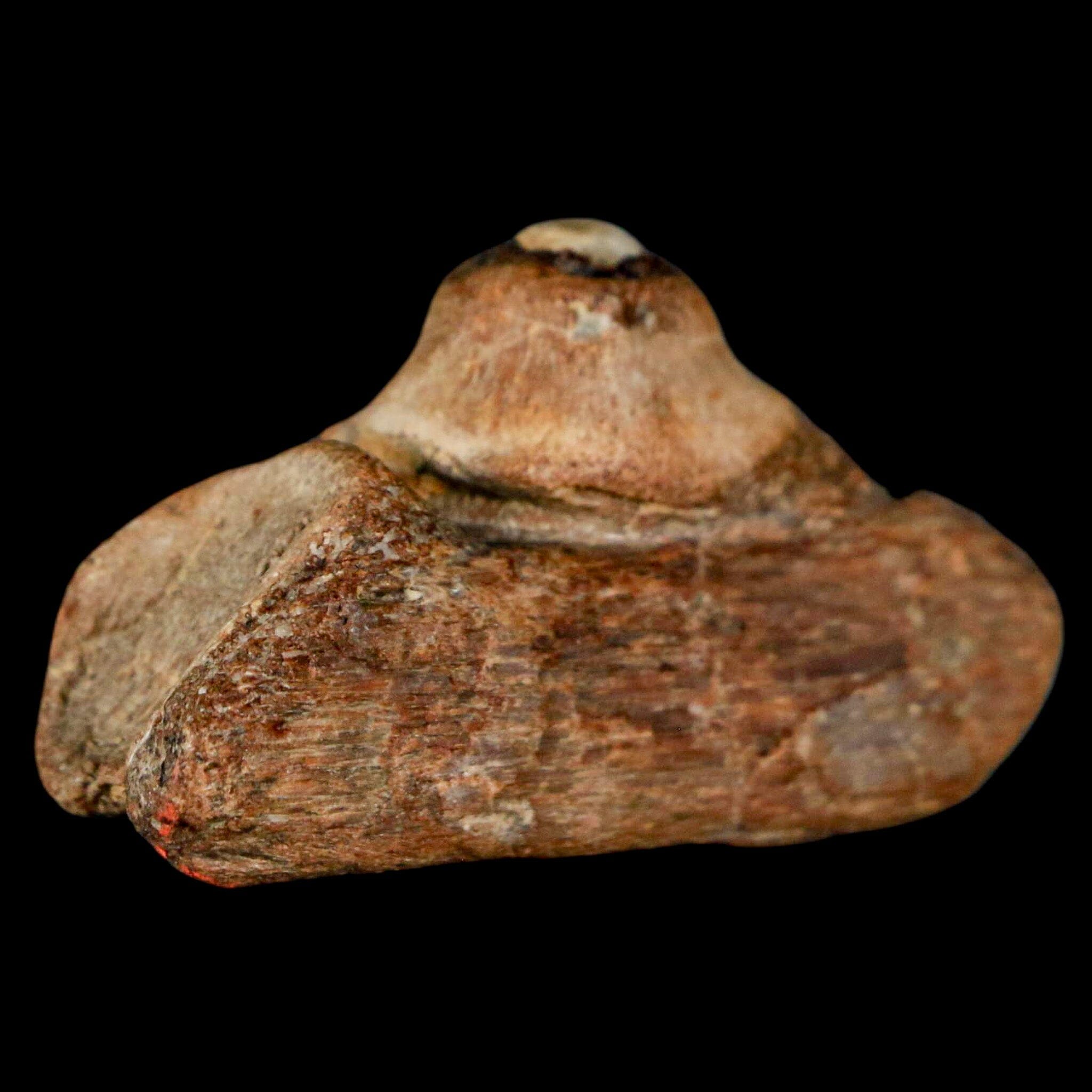 1.5" Mosasaur Fossil Jaw Section Cretaceous Dinosaur Era Texas Ozan FM COA - Fossil Age Minerals