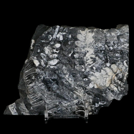 4.8" Alethopteris Fern Plant Leaf Fossil Carboniferous Age Llewellyn FM ST Clair, PA