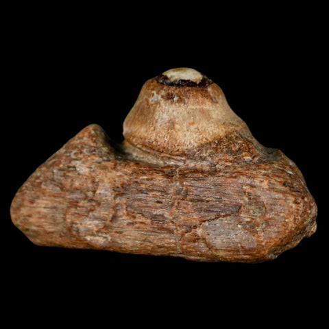 1.5" Mosasaur Fossil Jaw Section Cretaceous Dinosaur Era Texas Ozan FM COA - Fossil Age Minerals